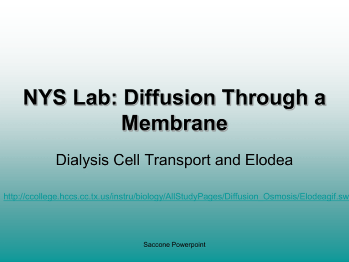 Nys diffusion through a membrane lab