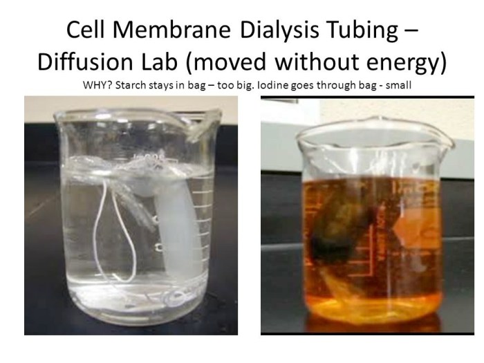 Nys diffusion through a membrane lab