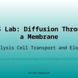 Nys diffusion through a membrane lab