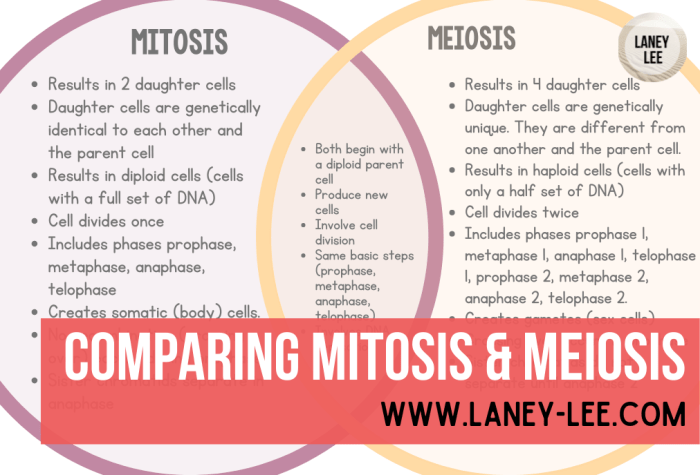 Comparing mitosis and meiosis worksheet answer key