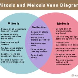 Comparing mitosis and meiosis worksheet answer key