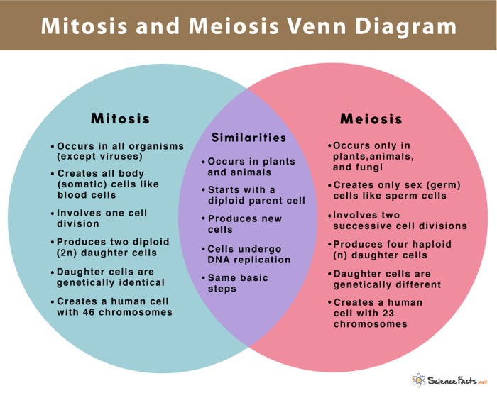 Comparing mitosis and meiosis worksheet answer key