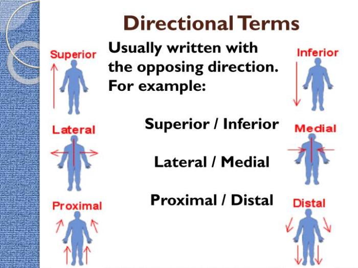 Label the directional terms based on the arrows