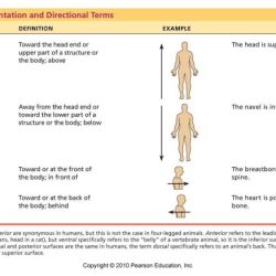 Directional terms anatomy physiology body human anatomical terminology medical worksheet choose practice teas test answers pathology speech norman jane board