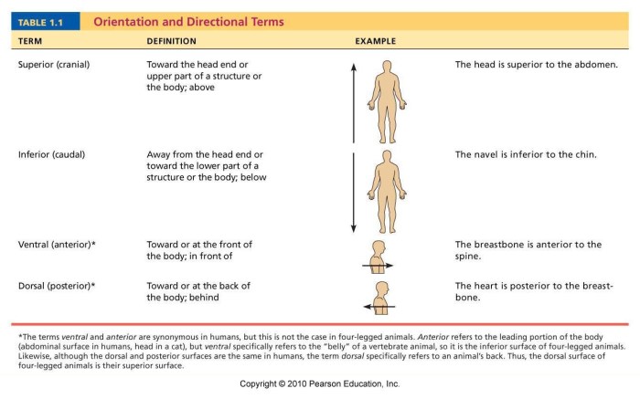 Directional terms anatomy physiology body human anatomical terminology medical worksheet choose practice teas test answers pathology speech norman jane board